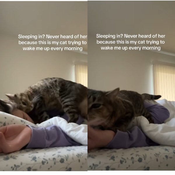 кошка пробуждение кошка